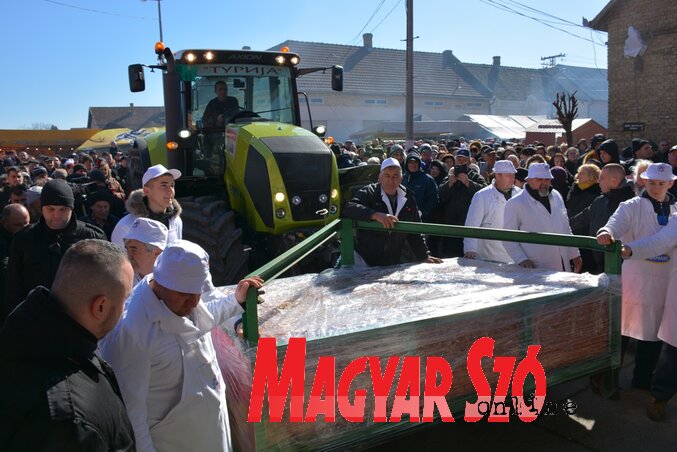 A csaknem 3 tonnás óriáskolbászt traktorral vitték az emelvényhez (Fotó: Paraczky László)