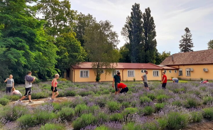 A levendulaültetvény a művésztelepen 2022-ben jelentős számú szüretelőt vonzott a helyszínre a Szedd magad! akció keretében (Fotó:  Művelődési Ház)