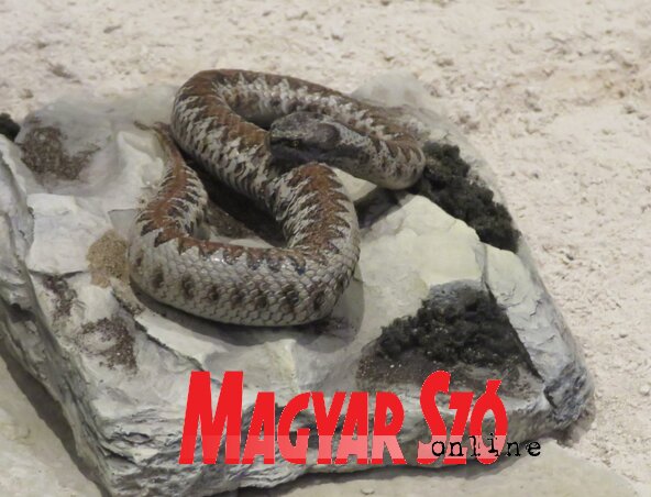 A mérges homoki vipera A mérges homoki vipera