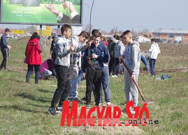 Diákok ültetik a facsemetéket a Temerinből Újvidékre vezető műút mentén (Góbor Béla felvétele) Diákok ültetik a facsemetéket a Temerinből Újvidékre vezető műút mentén (Góbor Béla felvétele)