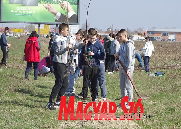 Diákok ültetik a facsemetéket a Temerinből Újvidékre vezető műút mentén (Góbor Béla felvétele)