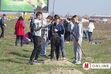 Diákok ültetik a facsemetéket a Temerinből Újvidékre vezető műút mentén (Góbor Béla felvétele)