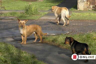 Falkába verődött kóbor kutyák Adán (Csincsik Zsolt felvétele)