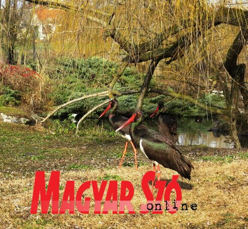 Tavaszt váró egzotikus madarak (Fekete J. József felvétele) Tavaszt váró egzotikus madarak (Fekete J. József felvétele)
