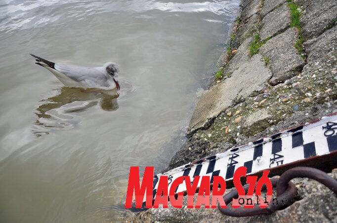 (Fotó: Dávid Csilla) (Fotó: Dávid Csilla)
