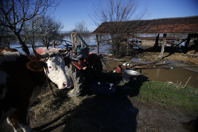 Az állattenyésztésben nem keletkeztek nagyobb károk(Fotó: Beta/Darko Vojinović)