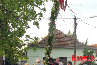 Felállítják a partiak májusfáját (Fotó: Kecskés István)