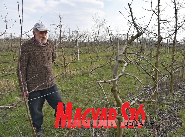 Mészáros József almásában metszés után (Gergely Árpád felvétele) Mészáros József almásában metszés után (Gergely Árpád felvétele)