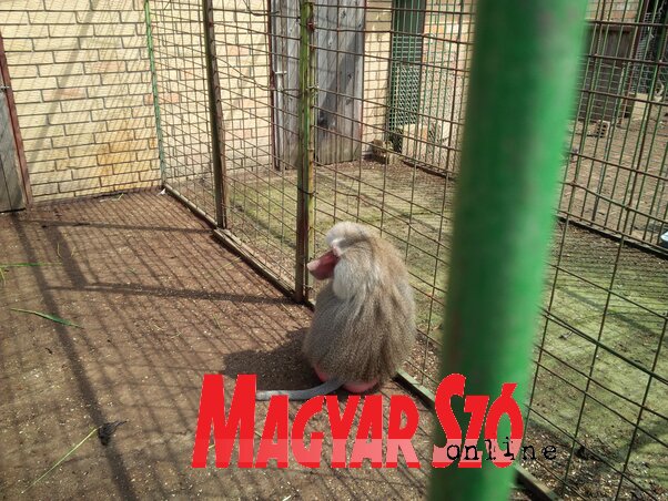 Reméljük nemsokára társat kap a magányos pávián (Halász Gyula felvétele) Reméljük nemsokára társat kap a magányos pávián (Halász Gyula felvétele)