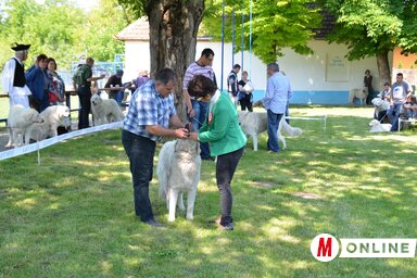 Dr. Sirkó Éva egy kuvasz fogait értékeli (Lakatos János felvétele)