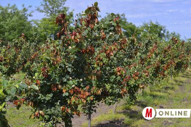 Fotó: Molnár Edvárd