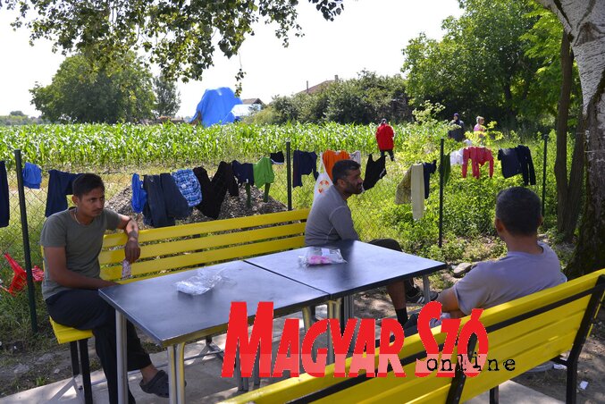 A felnőttek a hűvösben pihennek (Fotó: Molnár Edvárd) A felnőttek a hűvösben pihennek (Fotó: Molnár Edvárd)