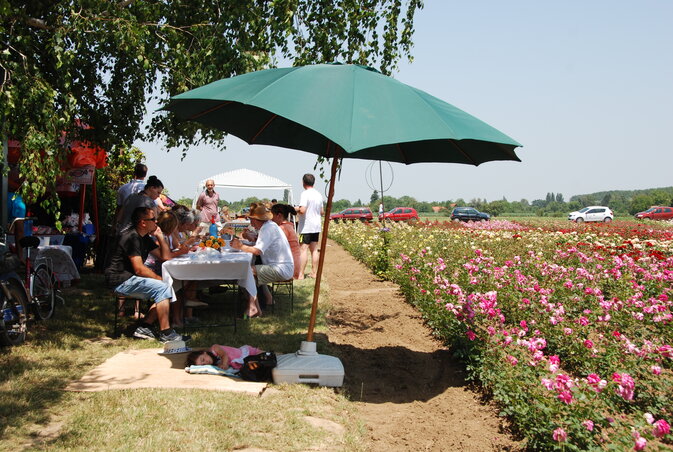Piknikezők a rózsaültetvény mellett