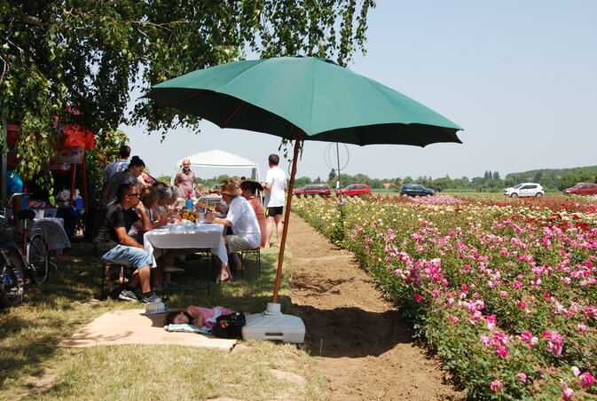 Piknikezők a rózsaültetvény mellett Piknikezők a rózsaültetvény mellett