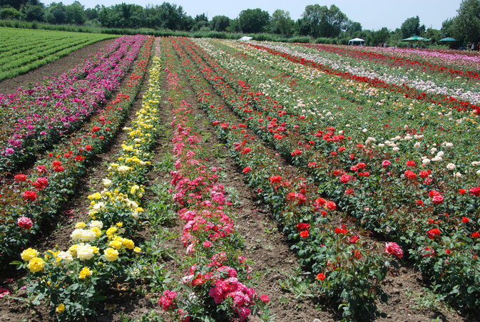 Kétmillió nyíló rózsa pompázott