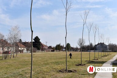 Tegnap 42 ostorfát ültettek el a Partizán bázis utcában