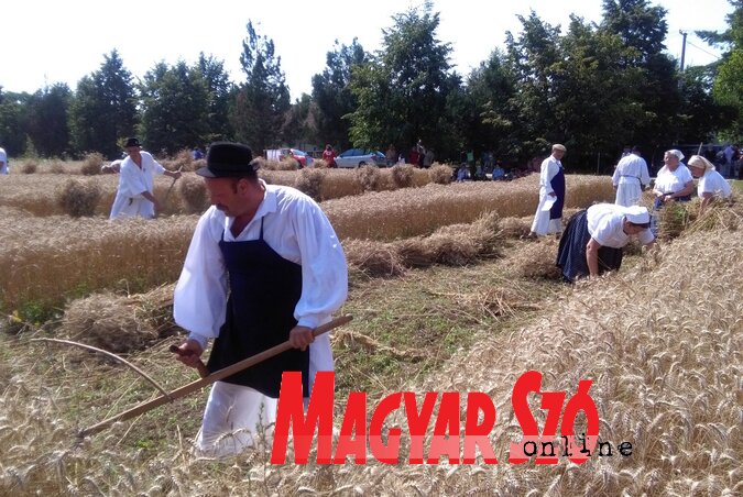 Az egyik győztes: a bogyiszlói aratócsapat (Csincsik Zsolt felvétele) Az egyik győztes: a bogyiszlói aratócsapat (Csincsik Zsolt felvétele)