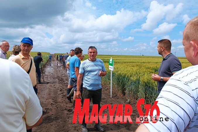 A Topolyai Mezőgazdasági Szaktanácsadói Szolgálat fajtabemutatójára a községbeli gazdák mellett érkeztek Zombor és Szabadka községből is érdeklődők, valamint növénynemesítéssel foglalkozó szakemberek is jelen voltak (Kazinczy Paszterkó Diana felvételei)