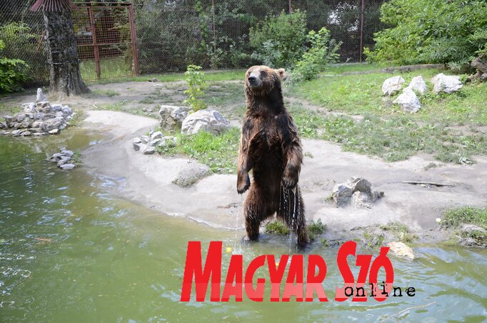 A maci a narancsot várja (Fotó: Molnár Edvárd) A maci a narancsot várja (Fotó: Molnár Edvárd)