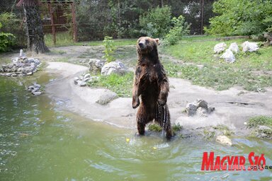A maci a narancsot várja (Fotó: Molnár Edvárd)