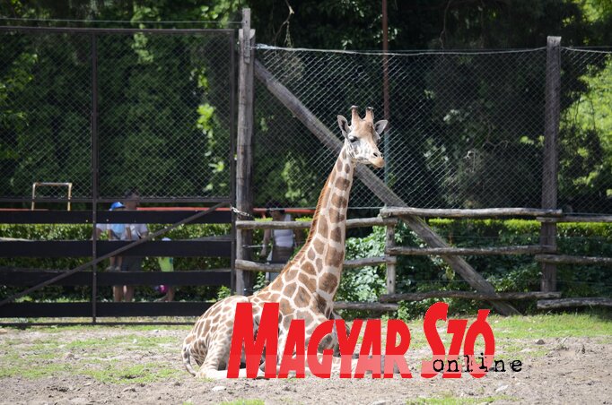Az állatkert szimbóluma, a zsiráf (Fotó: Molnár Edvárd)