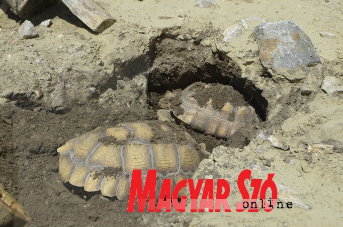 A teknősöknek melegük van, igyekeznek hűvösebb helyre húzódni (Fotó: Molnár Edvárd)