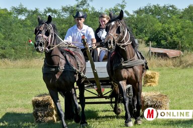 Népszerű volt a fogathajtó verseny