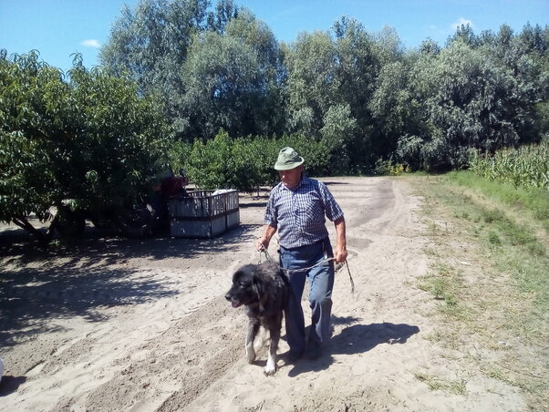 Szűcs István Drago nevű sárhegyi kutyájával járőrözik (Kabók Erika felvétele) Szűcs István Drago nevű sárhegyi kutyájával járőrözik (Kabók Erika felvétele)