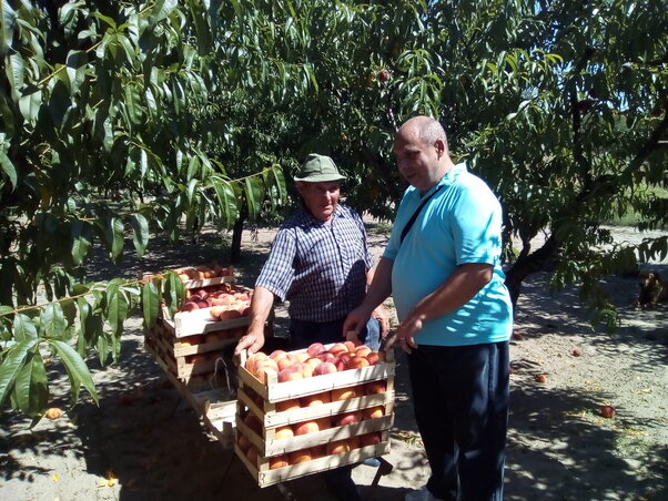Pista bácsi Sors Róbertnek, a helyi közösség elnökének mutatja, egy-egy fán ötven kilogramm őszibarack termett (Kabók Erika felvétele)