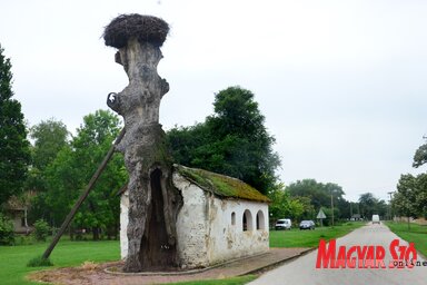 A vén tölgyfa gólyafészek-sapkával