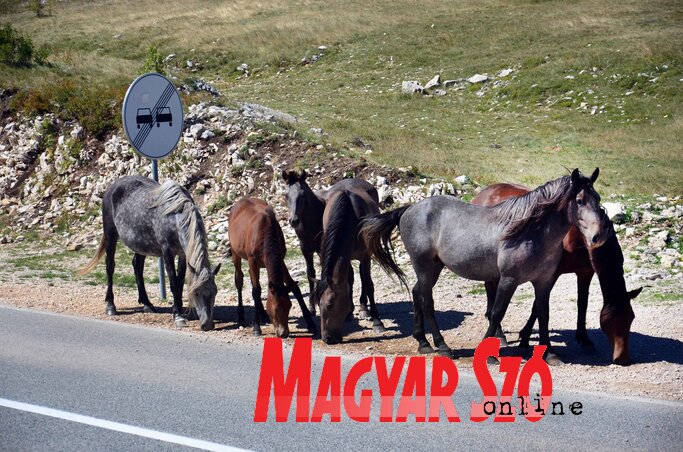 Ők már szabadok Ők már szabadok