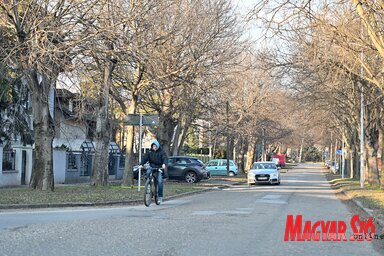 A Knićanin vajda utca nyáron zöld alagútra hasonlít, a kétoldali fasor valóban lenyűgöző (Fotó: Ótos András felvétele)