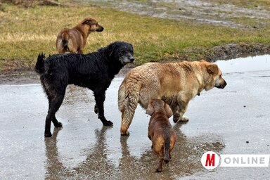 A városi kutyák zöld nyakörvvet kapnak (Gergely Árpád felvétele)