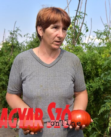 Erzsébetlaki óriásparadicsomok Erzsébetlaki óriásparadicsomok