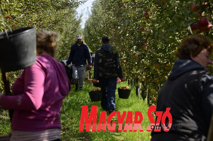 Az almaszedésért 180–200 dináros napszámot fizetnek a gazdák Az almaszedésért 180–200 dináros napszámot fizetnek a gazdák