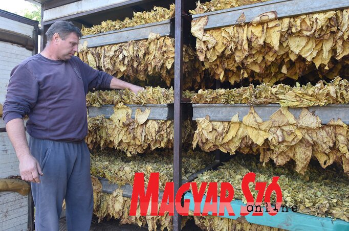 Magócs Tibor dohánytermesztéssel foglalkozik (Ótos András felvétele) Magócs Tibor dohánytermesztéssel foglalkozik (Ótos András felvétele)
