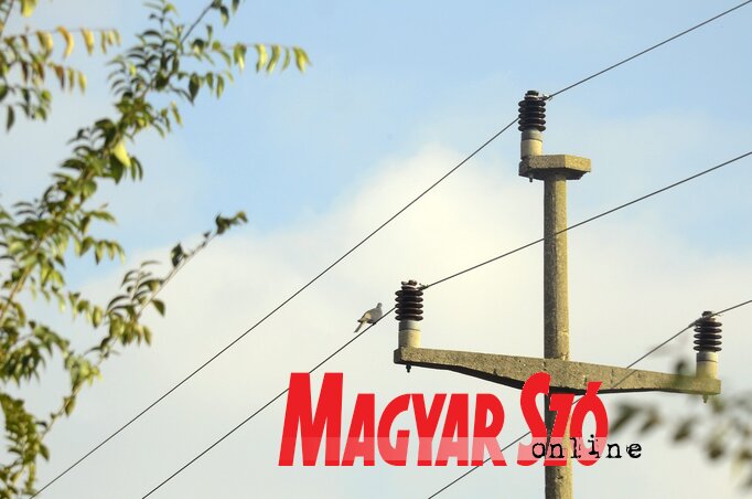 (Molnár Edvárd illusztrációja)