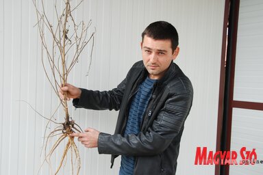 A mályva gyökeréből vagy tea készül, vagy a hatóanyagokat vonják ki belőle (Homolya Horváth Ágnes felvétele)