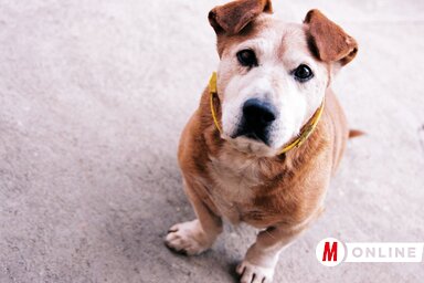 (Molnár Edvárd illusztrációja)