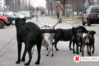 Az idén a városi állatmenhely keretében panzió épül a kóbor állatok számára (Ótos András felvétele)