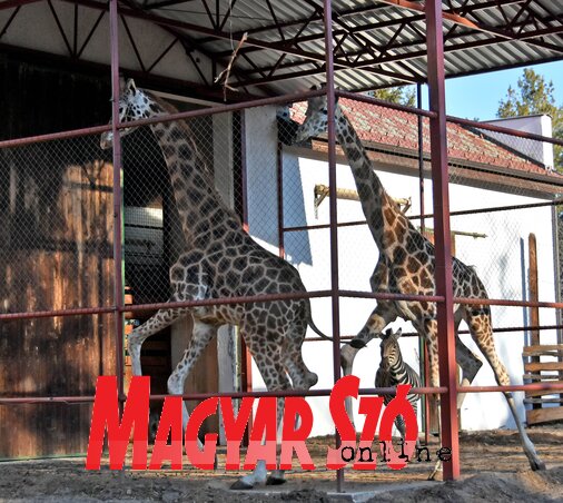 A zsiráfok a Palicsi Állatkert szimbólumának számítanak (Fotó: Gergely Árpád)