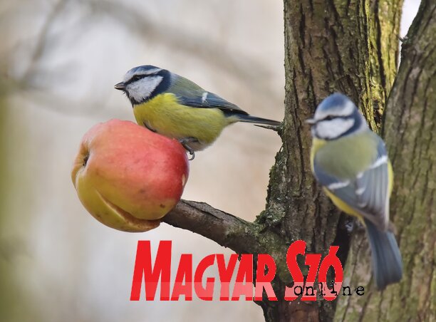 (Fotó: Gergely József) (Fotó: Gergely József)