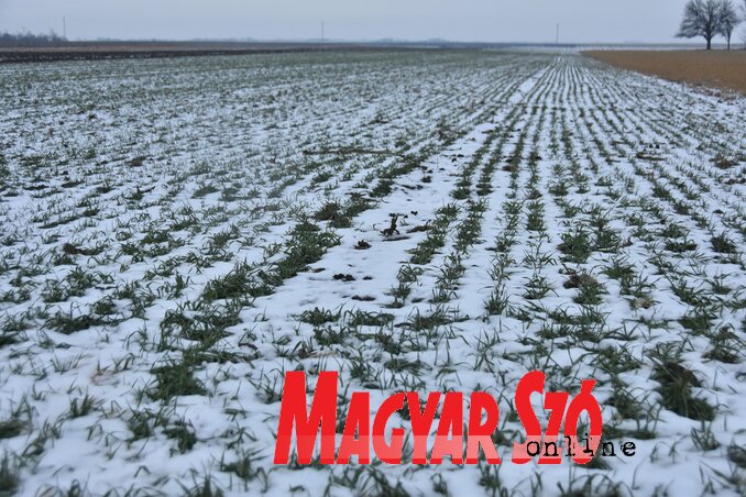 Foto: Gergelj Jožef