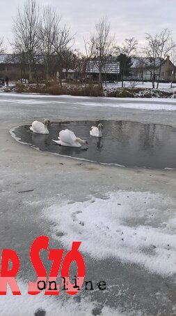 Hattyúk tava télidőben