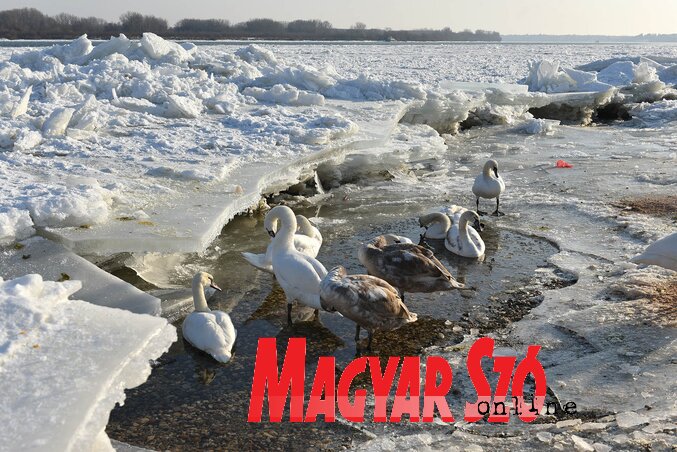 A déli Nap melege a part mentén helyenként már felolvasztotta a jeget, aminek a hattyúk csak örülni tudtak (Ótos András felvétele)