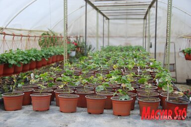 A muskátli jó részét palántaként adják el