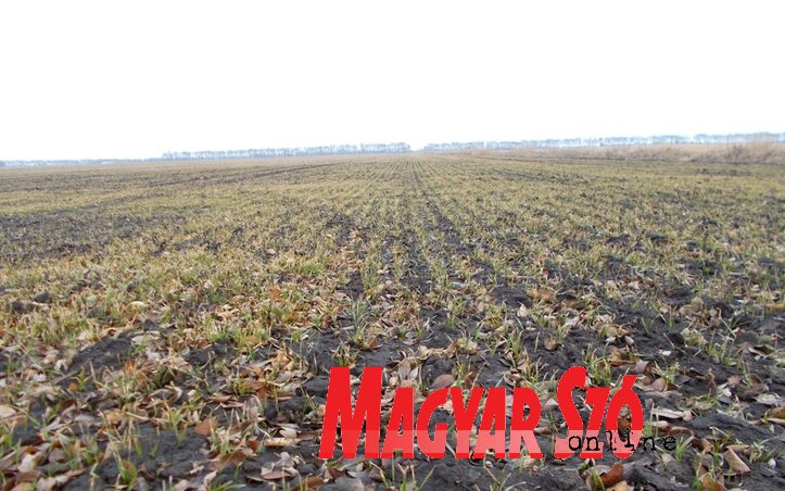 Foto: Laslo Paraczky