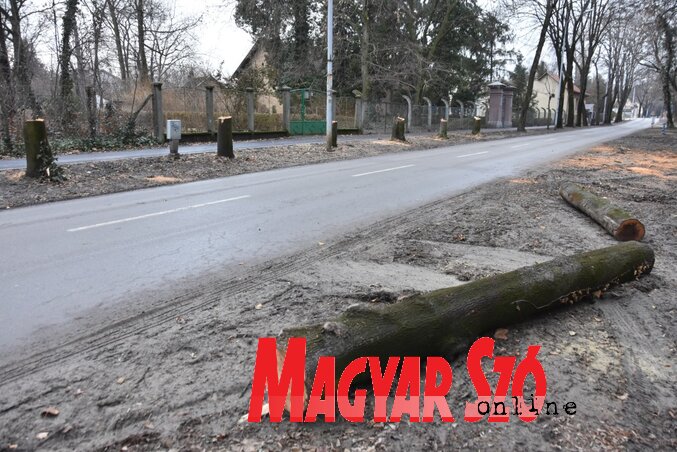 A kivágott fák helyére új facsemetéket ültetnek (Fotó: Gergely Árpád) A kivágott fák helyére új facsemetéket ültetnek (Fotó: Gergely Árpád)