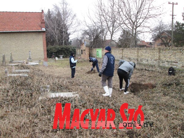 Főként platánokat ültettek a környezetvédők (Sihelnik Ágnes felvétele)