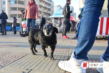 Egyre több a kóbor kutya Újvidéken, a polgárok most összefogtak az önkormányzattal, közös megoldást keresnek a problémára (Dávid Csilla felvétele)